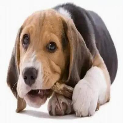 สายการผลิต Pet Chews 100KW เพื่อสุขภาพฟันของสุนัข